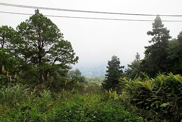 薑麻園桐花出關步道-13.JPG