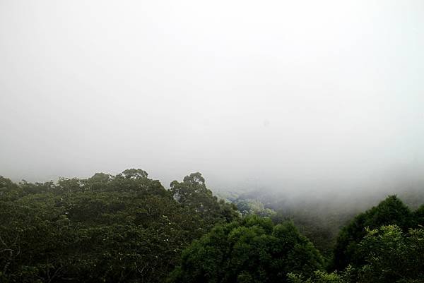 薑麻園桐花出關步道-23.JPG