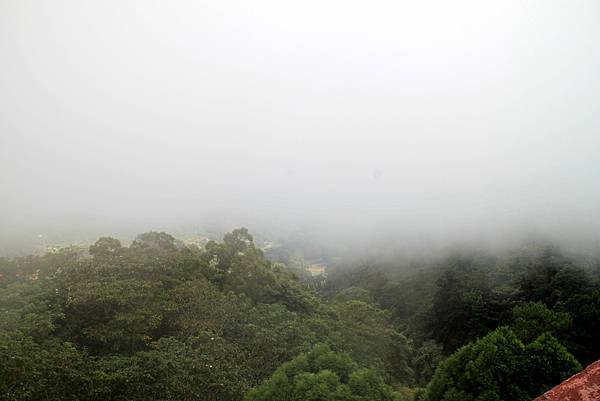 薑麻園桐花出關步道-21.JPG