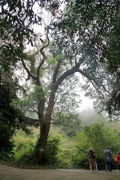 薑麻園桐花出關步道-30.JPG