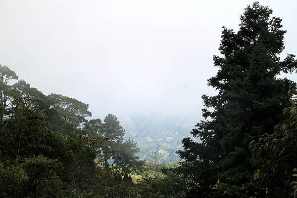 薑麻園桐花出關步道-31.JPG