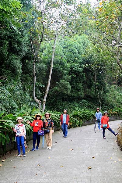 薑麻園桐花出關步道-46.JPG