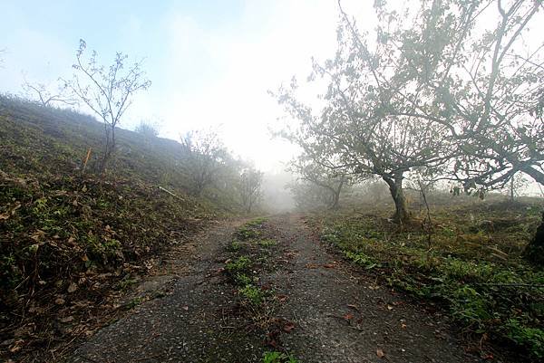 竹林美瓏山之旅-7.JPG