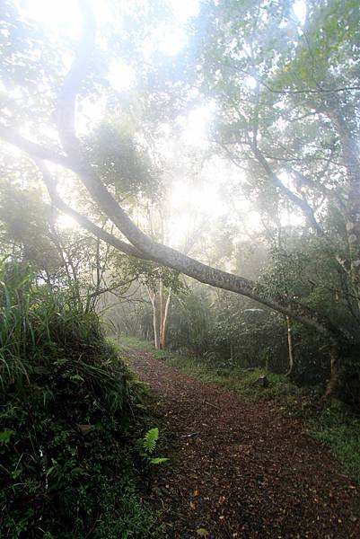 竹林美瓏山之旅-25.JPG