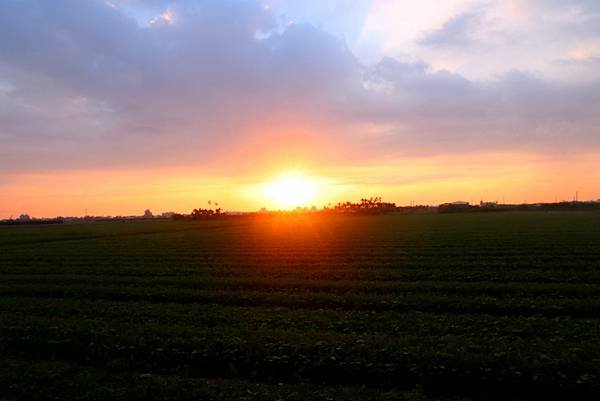 10月29日農區田野夕陽之美-9.JPG