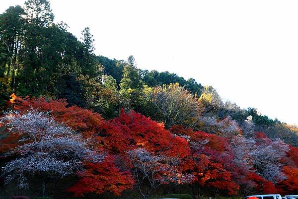 豐田市賞楓櫻花.JPG