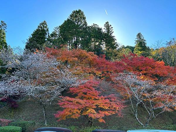 豐田市賞楓櫻花-2.JPG