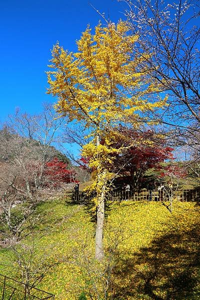 豐田市賞楓櫻花-22.JPG