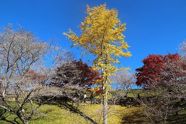 豐田市賞楓櫻花-23.JPG