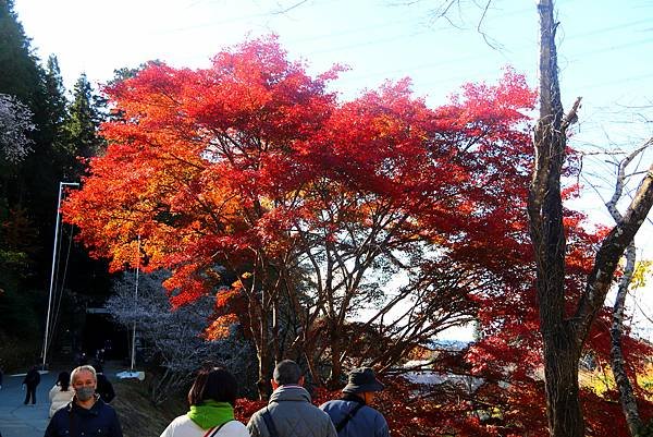 豐田市賞楓櫻花-24.JPG