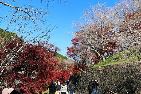 豐田市賞楓櫻花-25.JPG