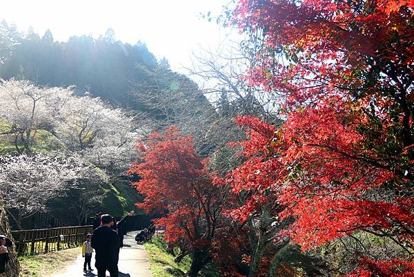 豐田市賞楓櫻花-26.JPG