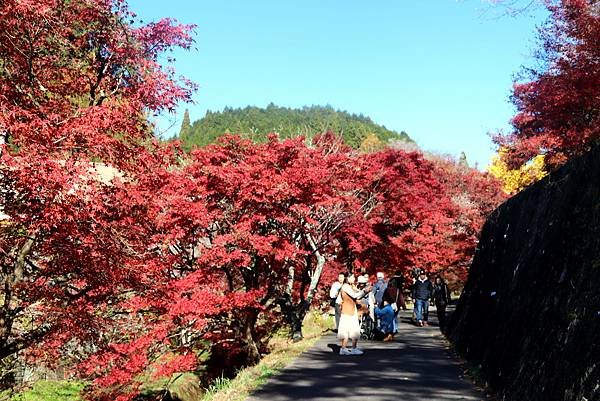 豐田市賞楓櫻花-27.JPG