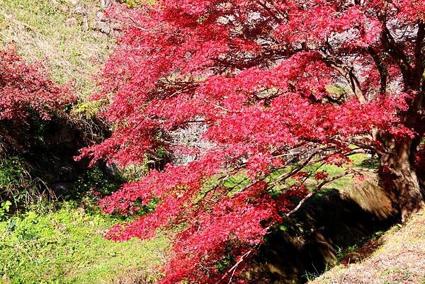 豐田市賞楓櫻花-28.JPG