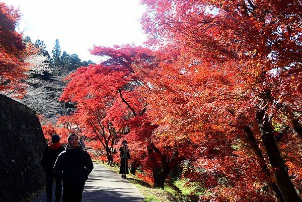 豐田市賞楓櫻花-32.JPG