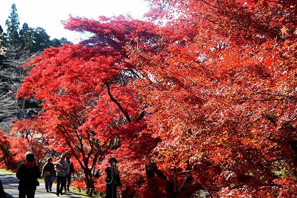 豐田市賞楓櫻花-33.JPG