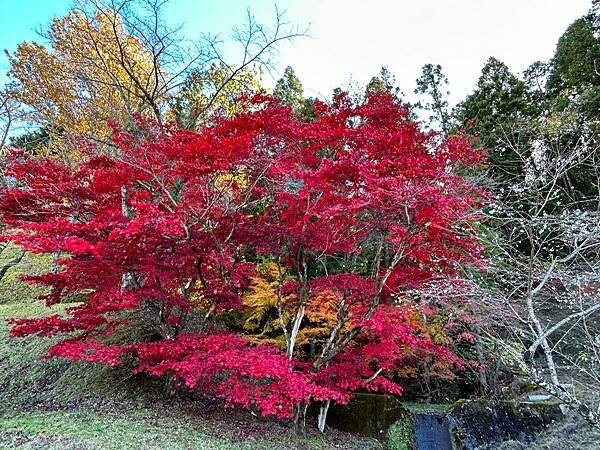 豐田市賞楓櫻花-45-1.JPG