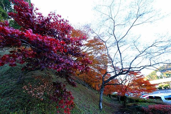 豐田市賞楓櫻花-49.JPG