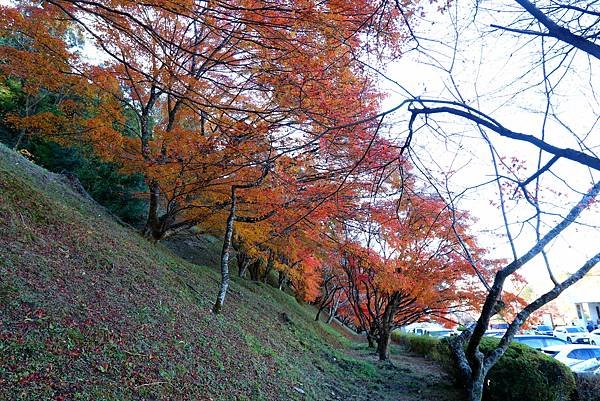 豐田市賞楓櫻花-48.JPG