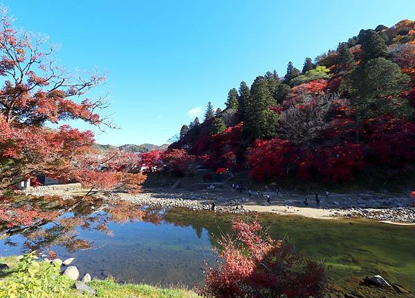 香蘭溪賞楓行-10-1.JPG