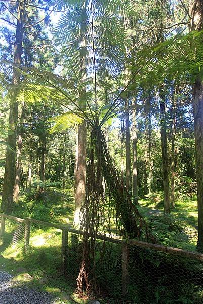 福山植物園之旅-22.JPG