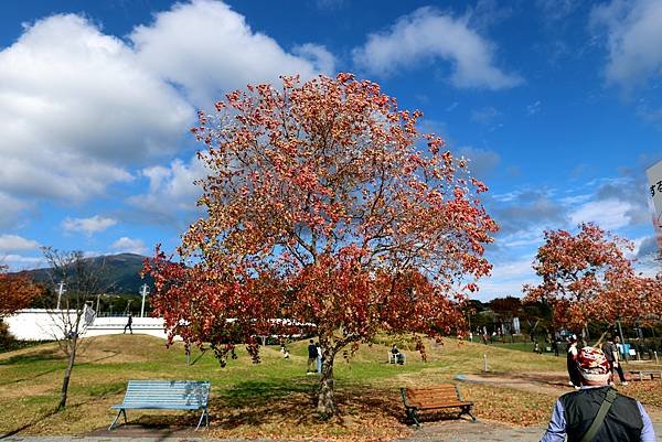 賞楓之旅花絮-19.JPG