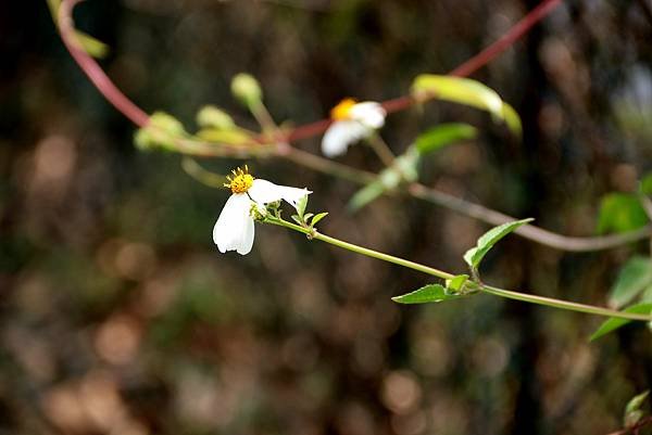 龍南路599巷拈花惹草-13.JPG