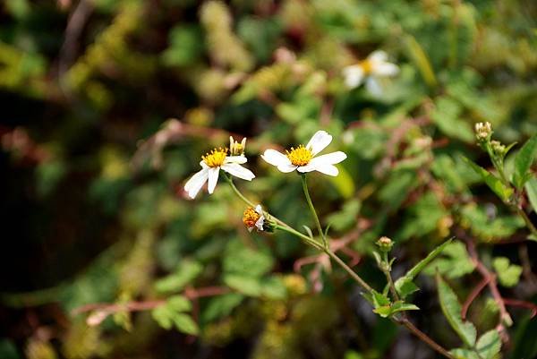 龍南路599巷拈花惹草-15.JPG