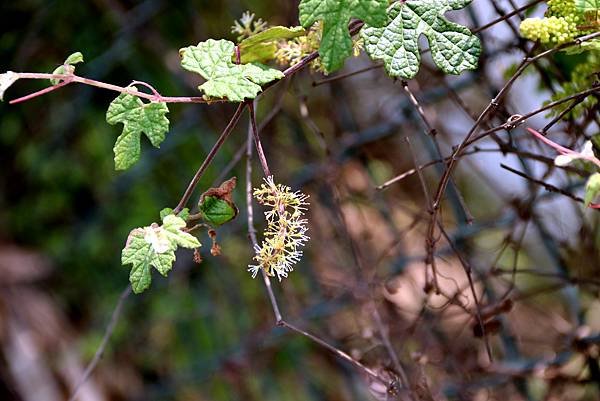 龍南路599巷拈花惹草-19.JPG