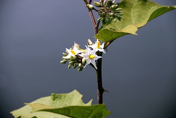 龍南路599巷拈花惹草-21.JPG