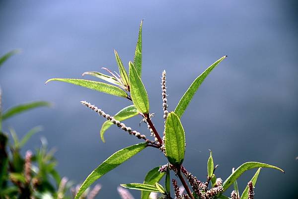 龍南路599巷拈花惹草-20.JPG