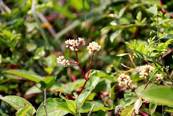 龍南路599巷拈花惹草-27.JPG