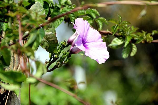 龍南路599巷拈花惹草-25.JPG