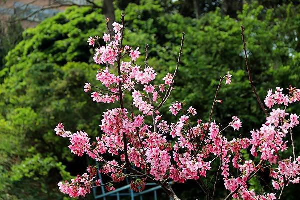 龍南路599巷拈花惹草-28.JPG