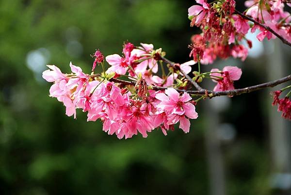 龍南路599巷拈花惹草-29.JPG