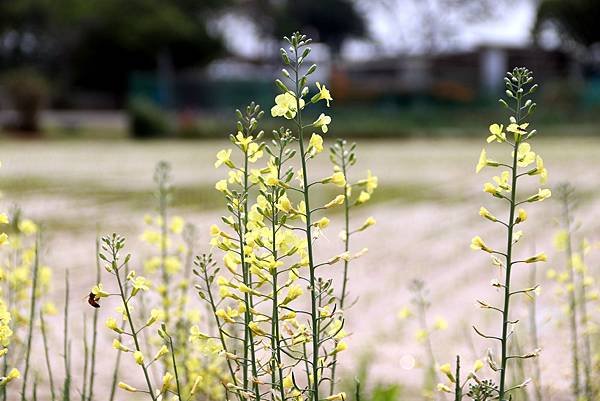 龍南路599巷拈花惹草-37.JPG