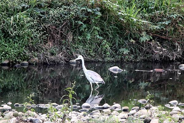 河濱公園鳥事.JPG