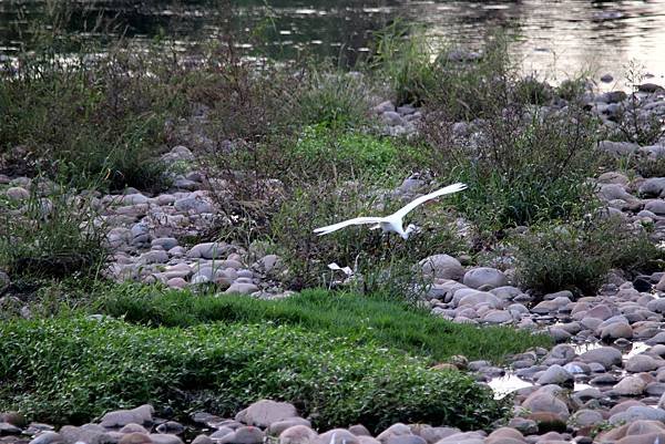 河濱公園鳥事-4.JPG