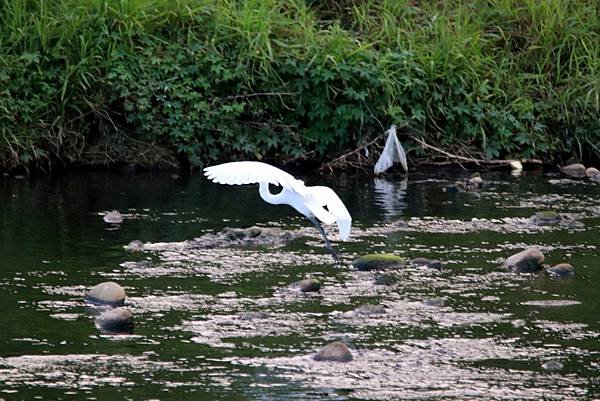 河濱公園鳥事-22.JPG