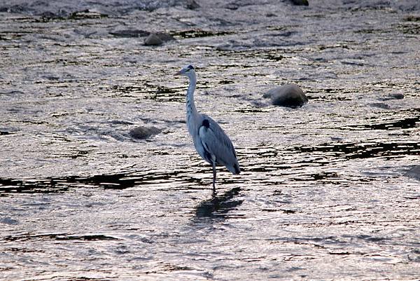 河濱公園鳥事-21.JPG