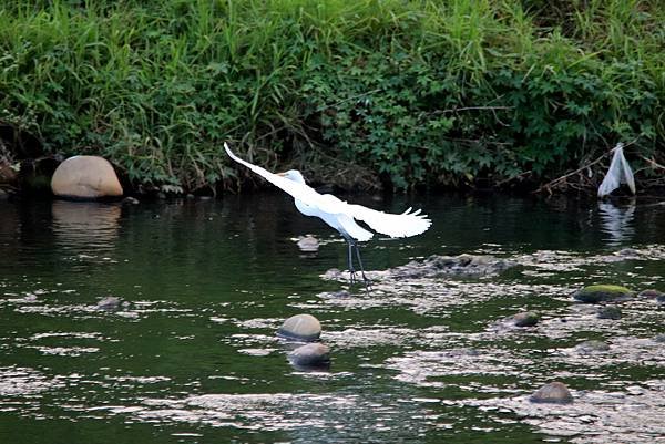 河濱公園鳥事-23.JPG