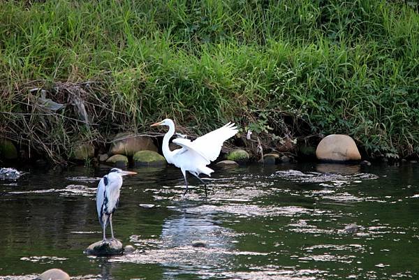 河濱公園鳥事-27.JPG