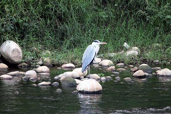 河濱公園鳥事-47.JPG