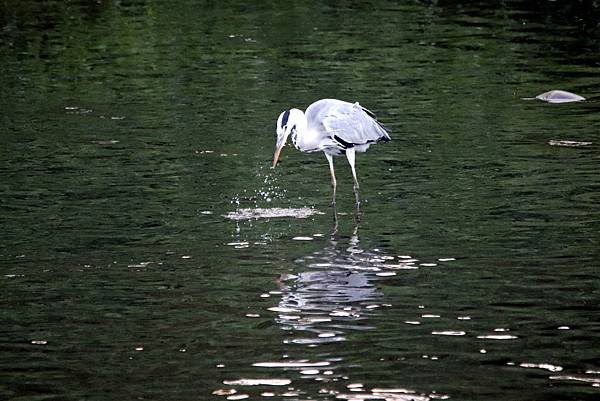 河濱公園鳥事-49.JPG