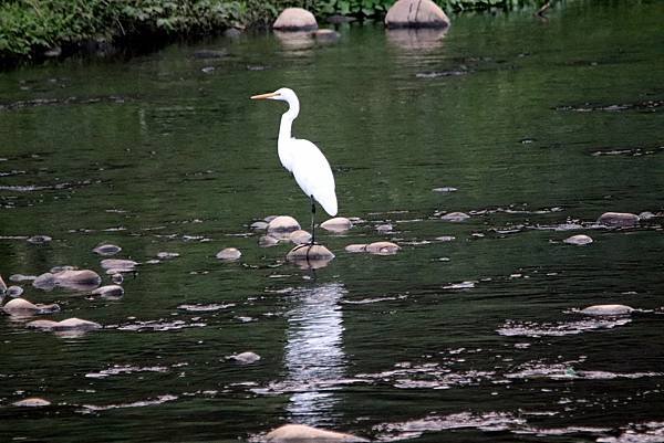 河濱公園鳥事-51.JPG