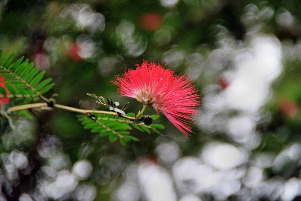 花蓮拈花惹草-5.JPG