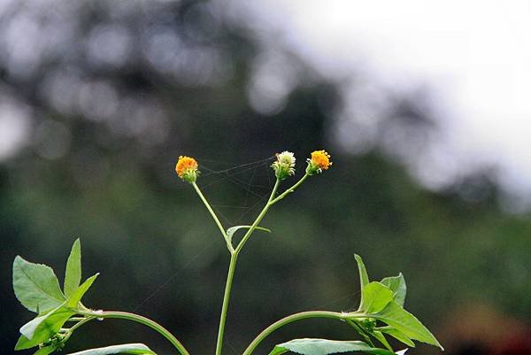 花蓮拈花惹草-13.JPG