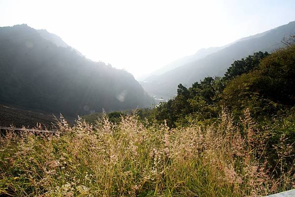 台南之旅拈花惹草.JPG