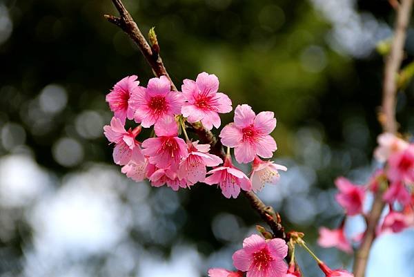 拈花惹草-櫻花-9.JPG