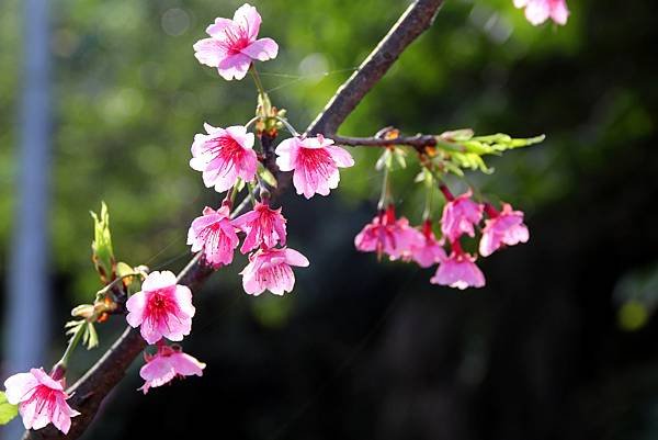 拈花惹草-櫻花-10.JPG